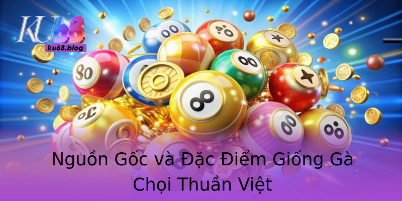 Nguồn Gốc và Đặc Điểm Giống Gà Chọi Thuần Việt Nguồn Gốc và Đặc Điểm Giống Gà Chọi Thuần Việt